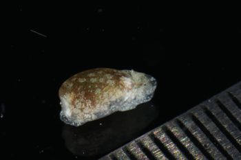 Media type: image;   Malacology 393728 Description: live specimen;